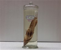 藏品(花斑刺鰓鮨)的圖片